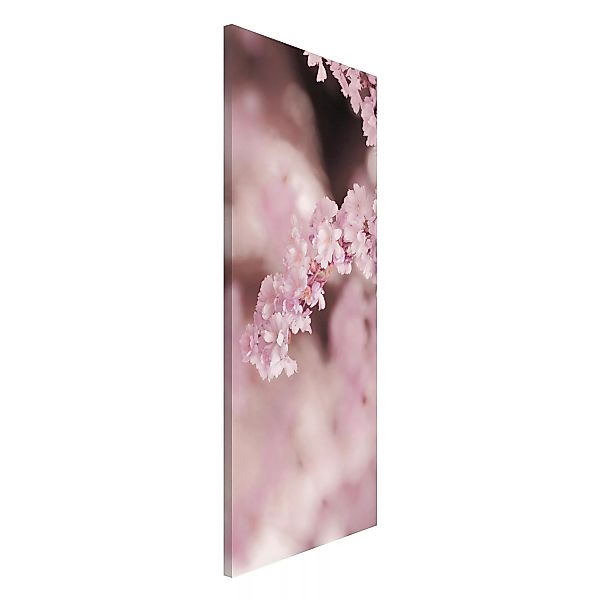 Magnettafel Kirschblüte im Violetten Licht günstig online kaufen