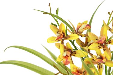 I.GE.A. Kunstblume "Kunstblume Schmetterling Orchidee mit Keramiktopf" Mit günstig online kaufen