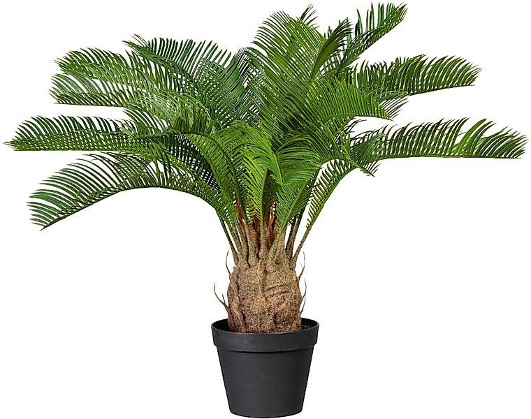 Kunstpalme Cycaspalme, Creativ green, Höhe 60 günstig online kaufen