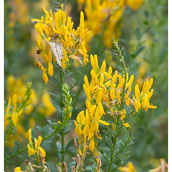 Färberginster Humifusa 20-30cm - Genista tinctoria günstig online kaufen