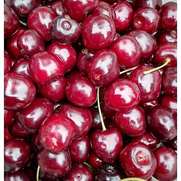 Süßkirsche Kordia 100 - 120 cm Prunus avium günstig online kaufen