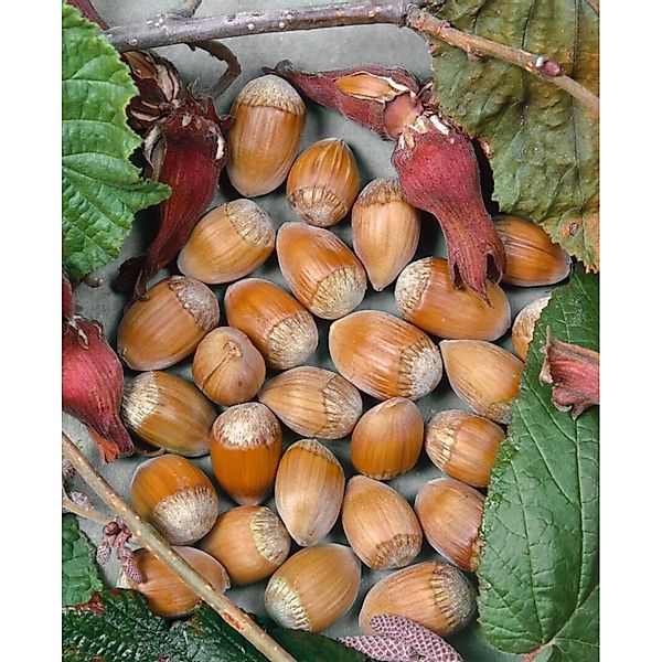 Corylus Avellana Webbs Preisnuß Haselnuss 60–100 Cm günstig online kaufen