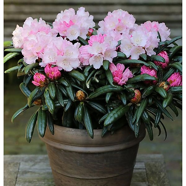 INKARHO - Rhododendron Makiyak 15-20cm - Alpenrose günstig online kaufen