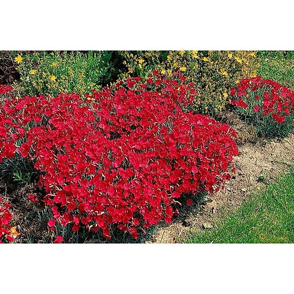 Dianthus Gratianopolitanus Rotkäppchen Heidenelke Ca. 9x9 cm Topf günstig online kaufen