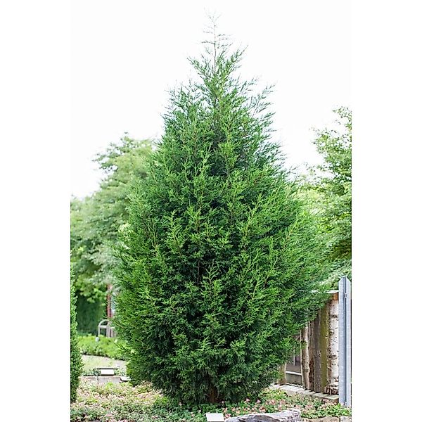 Cupressocyparis leylandii 100-125 cm günstig online kaufen