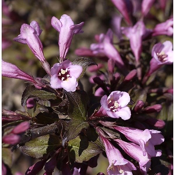 Purpurweigelie 100-125cm - Weigela florida günstig online kaufen