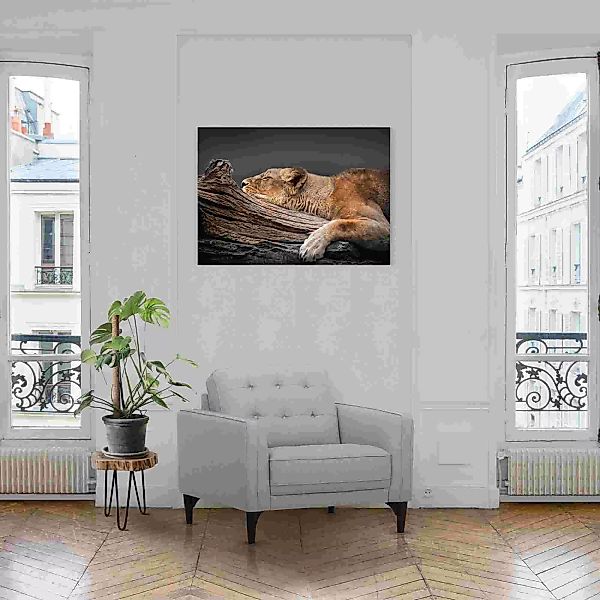 Reinders! Acrylglasbild »Ruhende Löwin« günstig online kaufen