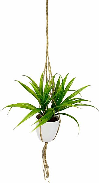 I.GE.A. Kunstpflanze "Dracena", in Hängeampel günstig online kaufen