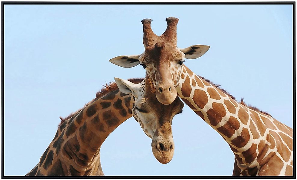 Papermoon Infrarotheizung »Verliebte Giraffen«, sehr angenehme Strahlungswä günstig online kaufen