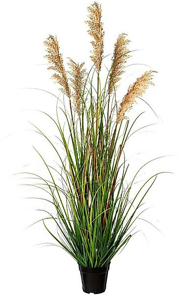 Kunstgras Grasbusch Rispenhirse Gras, Creativ green, Höhe 122 cm günstig online kaufen