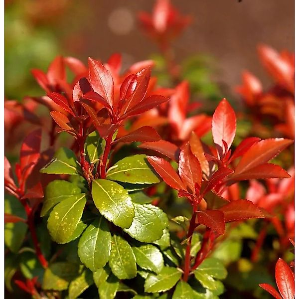 Schattenglöckchen Lavendelheide Little Heath Green 30-40cm - Pieris japonic günstig online kaufen