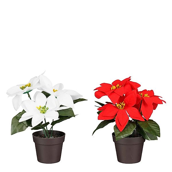 Mica Decorations Poinsettia In Topf 19 cm Rot-Weiß 2-fach Sortiert günstig online kaufen