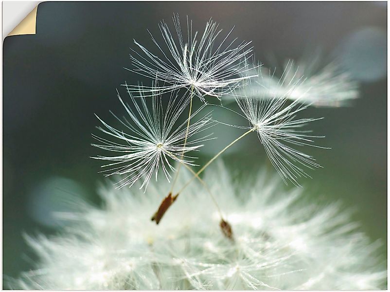 Artland Wandbild Pusteblume Facility, Blumen (1 günstig online kaufen