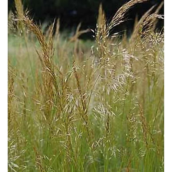 Silberährengras Allgäu - Achnatherum calamagrostis günstig online kaufen