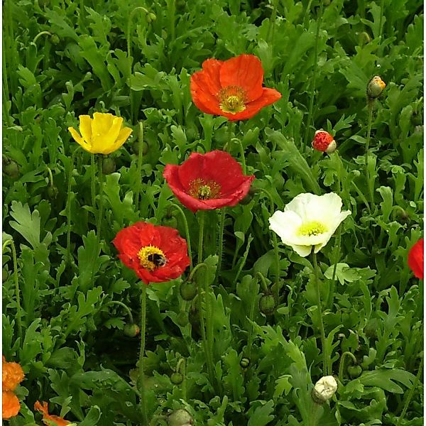 Islandmohn Gartenzwerg - Papaver nudicaule günstig online kaufen