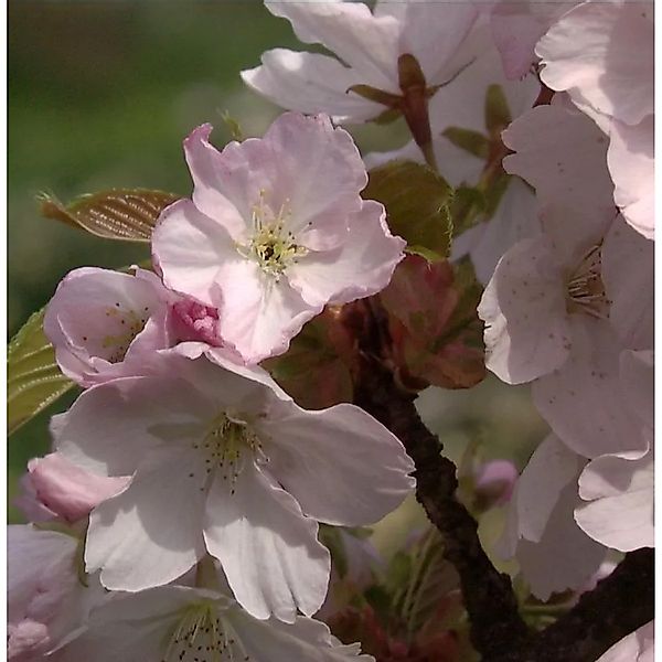 Zwerg Zierkirsche Saki 80-100cm - Prunus günstig online kaufen