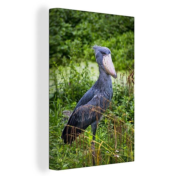OneMillionCanvasses® Leinwandbild Wartender Schuhschnabel, Fotodruck (1 günstig online kaufen