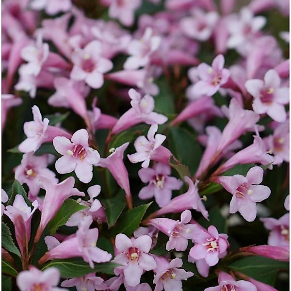 Weigelie Pink Poppet 40-60cm - Weigela florida günstig online kaufen