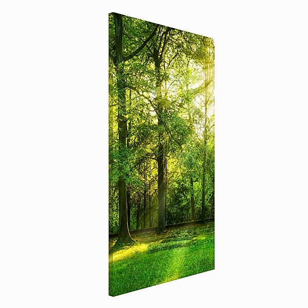 Magnettafel Spaziergang im Wald günstig online kaufen