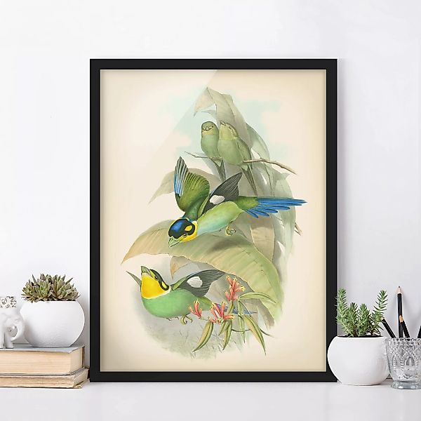 Bild mit Rahmen Tiere - Hochformat Vintage Illustration Tropische Vögel günstig online kaufen
