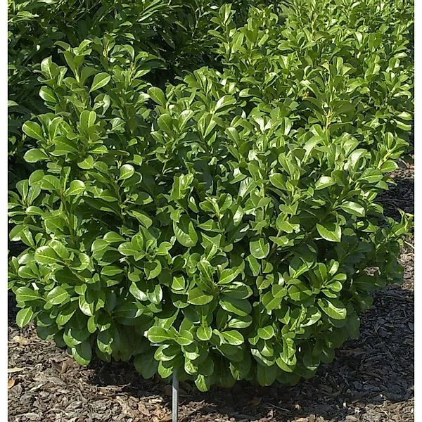 Lorbeerkirsche Etna 100-125cm - Prunus,aurocerasus günstig online kaufen