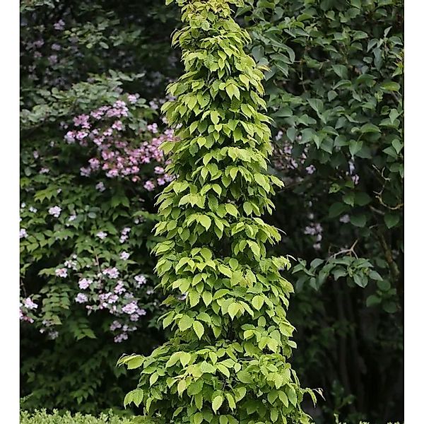 Hainbuche Lucas 60-80cm - Carpinus betulus günstig online kaufen