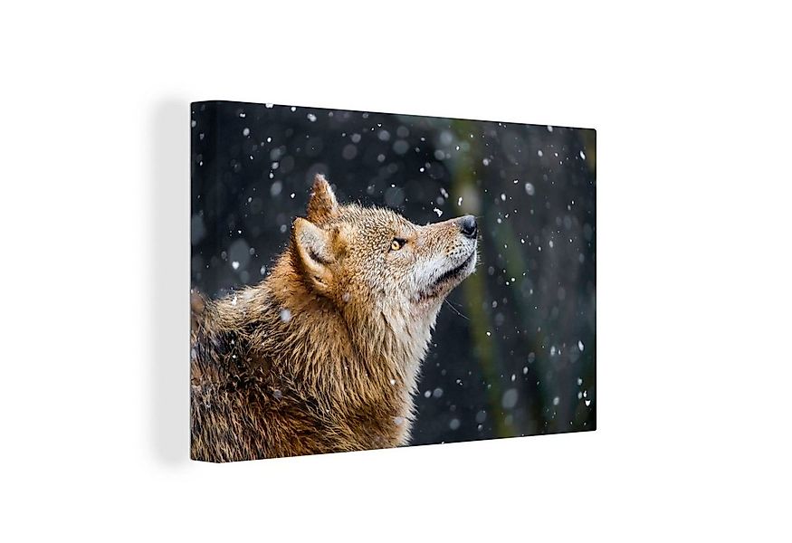 OneMillionCanvasses® Leinwandbild Wolf - Fell - Schneeflocke - Winter, Foto günstig online kaufen