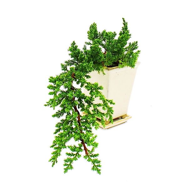 Exotenherz Bonsai Juniperus Wacholder Kaskade 10X10cm günstig online kaufen