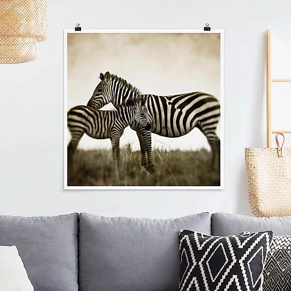 Poster Tiere - Quadrat Zebrapaar günstig online kaufen