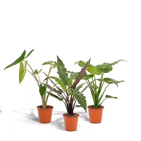 Hello Plants | Set mit 3 Alocasias - Zebrina, Cucullata & Lauterbachiana günstig online kaufen