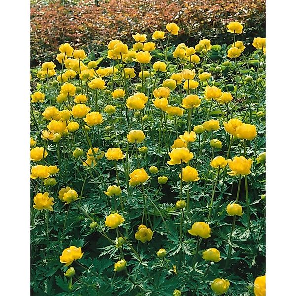 Trollius Chinensis Trollblume Golden Queen Ca 9x9 cm Topf günstig online kaufen