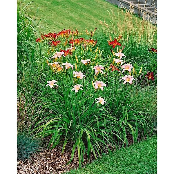 Hemerocallis X Cult. Luxury Lace Taglilie Ca. 9x9 cm Topf günstig online kaufen