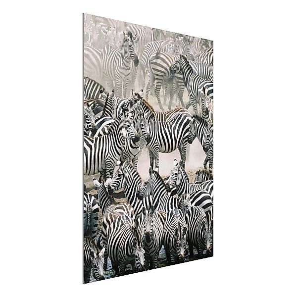 Alu-Dibond Bild Schwarz-Weiß - Hochformat 3:4 Zebraherde günstig online kaufen