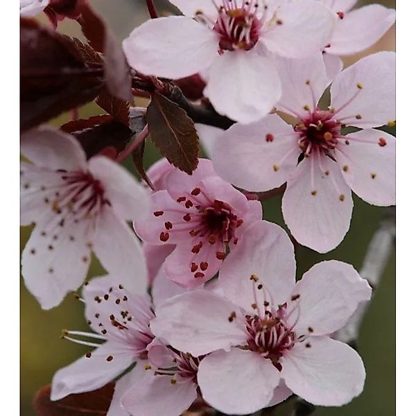 Hochstamm Blutpflaume Spring Glory 100-125cm - Prunus cerasifera günstig online kaufen