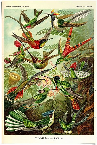 Reinders Poster "Kolibris Lithografie", (1 St.) günstig online kaufen
