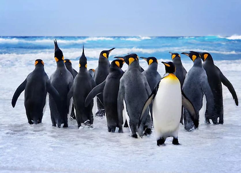 Papermoon Fototapete »King Penguins« günstig online kaufen