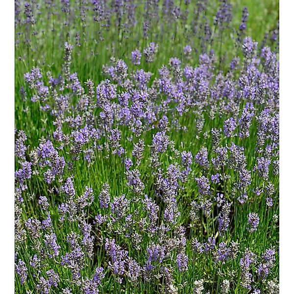 Lavendel Dutch - Lavandula intermedia günstig online kaufen
