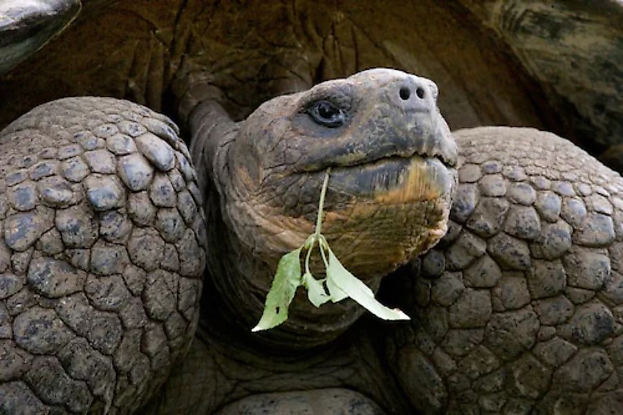 Papermoon Fototapete »Riesenschildkrötenporträt« günstig online kaufen