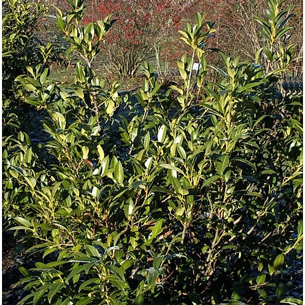 Aufrechte Lorbeerkirsche 100-125cm - Prunus laurocerasus günstig online kaufen