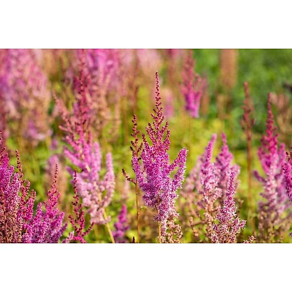 Astilbe Chinensis Var.taquetii Purpurlanze Prachtspiere Ca. 9x9 cm Topf günstig online kaufen