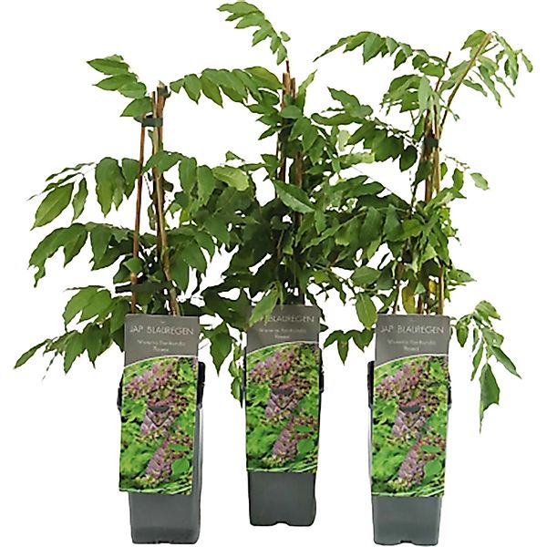 Blauregen Rosea Höhe ca. 40 - 60 cm Topf ca. 2 l Wisteria floribunda günstig online kaufen