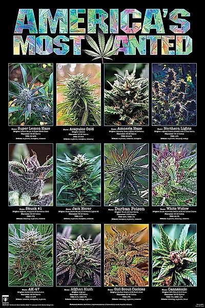 PYRAMID Poster America's Most Wanted Poster günstig online kaufen