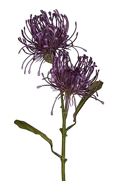 Kunstblume Blütenzweig, formano, Höhe 56 cm günstig online kaufen