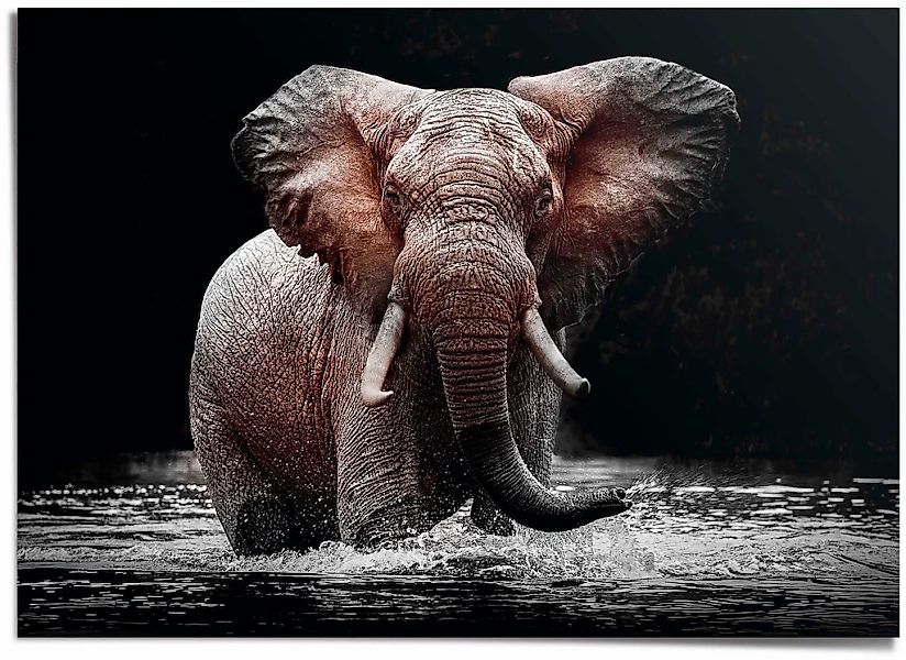 Reinders Poster "Elefant" günstig online kaufen