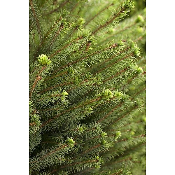 Picea Omorika Serbische Fichte 60–80 cm günstig online kaufen