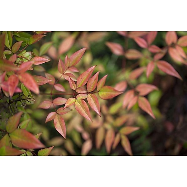 Nandina Domestica Flirt Himmelsbambus Rotlaubig 40–60 cm günstig online kaufen