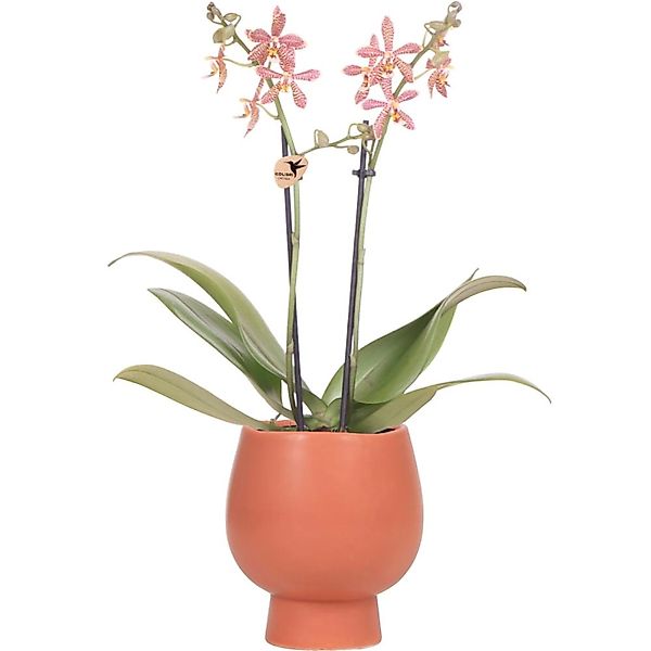 Kolibri Orange Phalaenopsis Orchidee Spider inScandic Terracotta Topfgröße günstig online kaufen