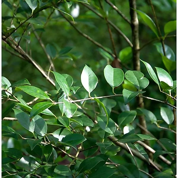 Glänzender Liguster Green Screen 80-100cm - Ligustrum,ucidum günstig online kaufen