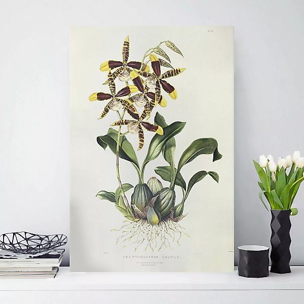 Leinwandbild Maxim Gauci - Orchidee II günstig online kaufen