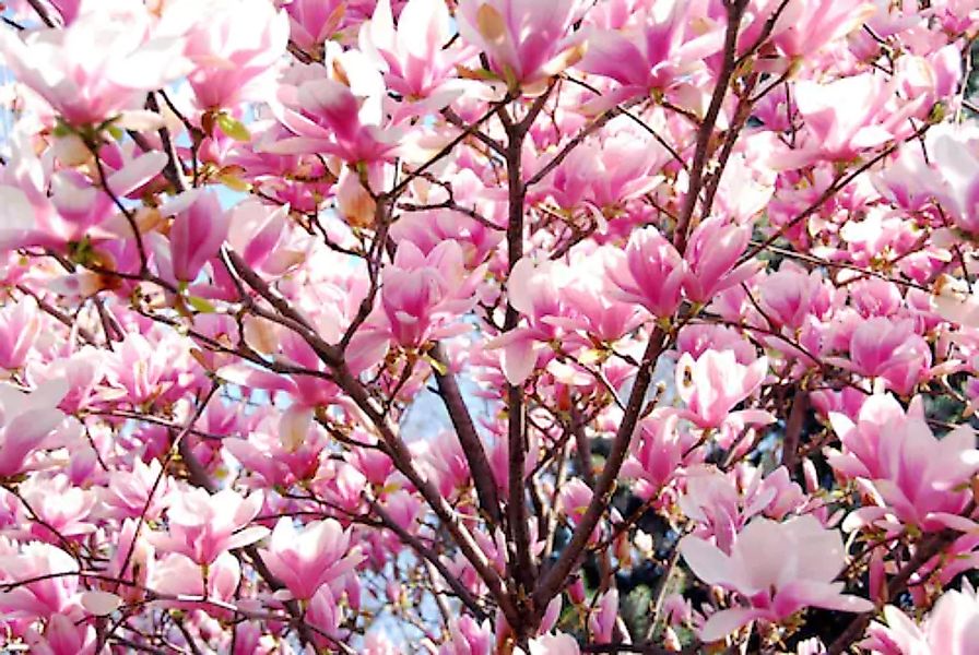 Papermoon Fototapete »Blühende Magnolie« günstig online kaufen